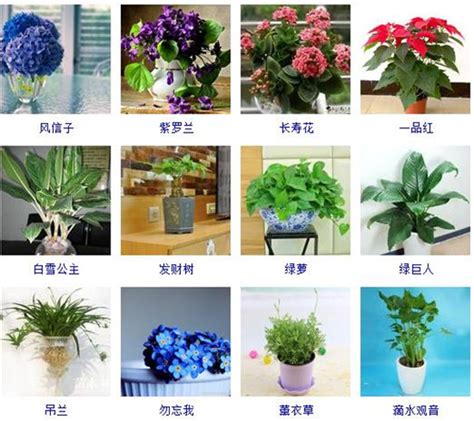 室内植物名称|室内植物大全附图